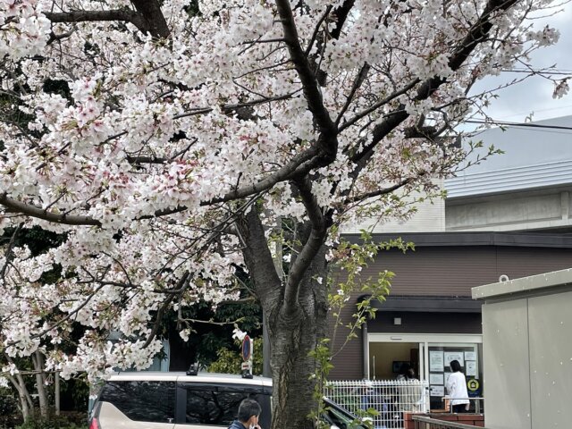 店舗横の遊歩道の桜